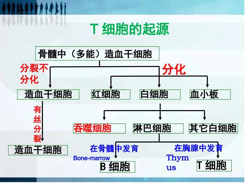 4T淋巴细胞及其分化_第3页