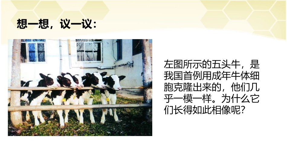 8下《基因控制生物的性状》_第2页