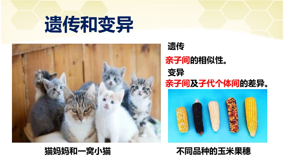 8下《基因控制生物的性状》_第3页