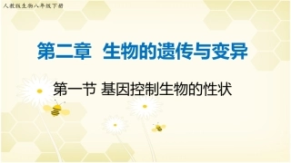 8下《基因控制生物的性状》