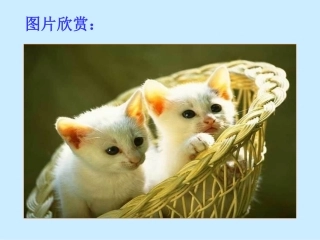 郑振铎猫课件