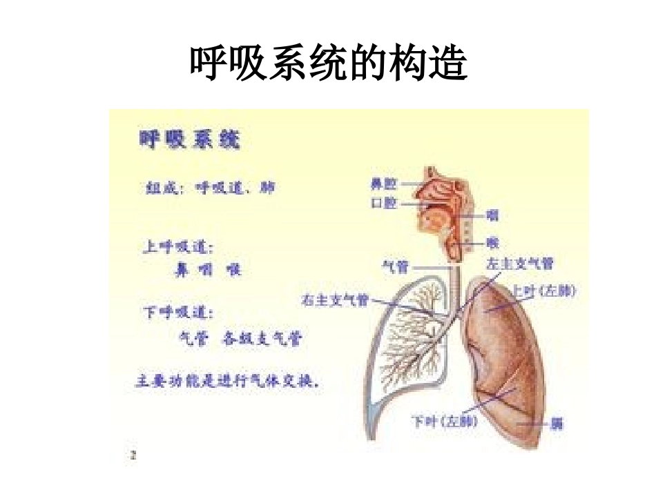 支气管镜下肺活组织检查术_第3页