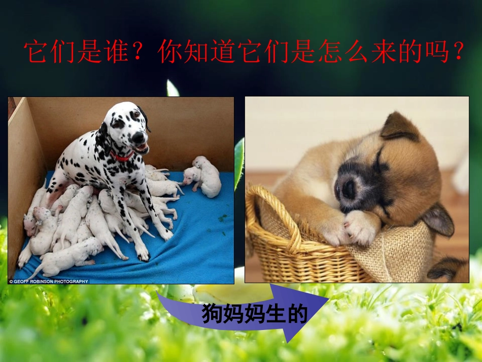 植物的生长变化生长与变化_第2页