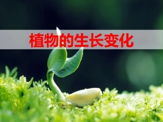 植物的生长变化生长与变化
