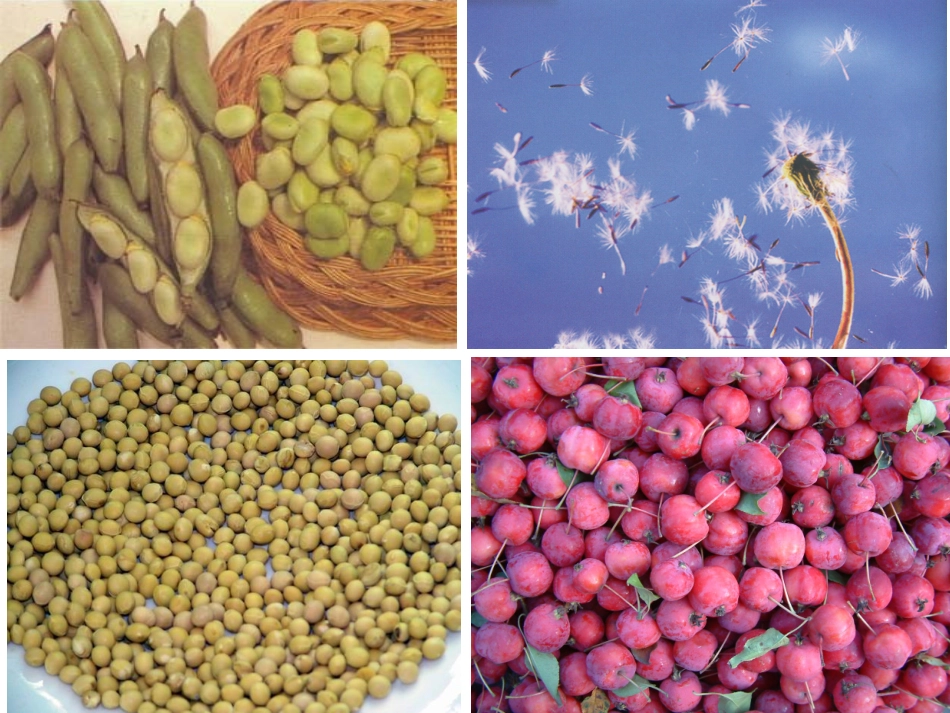 植物的生长发育_第2页