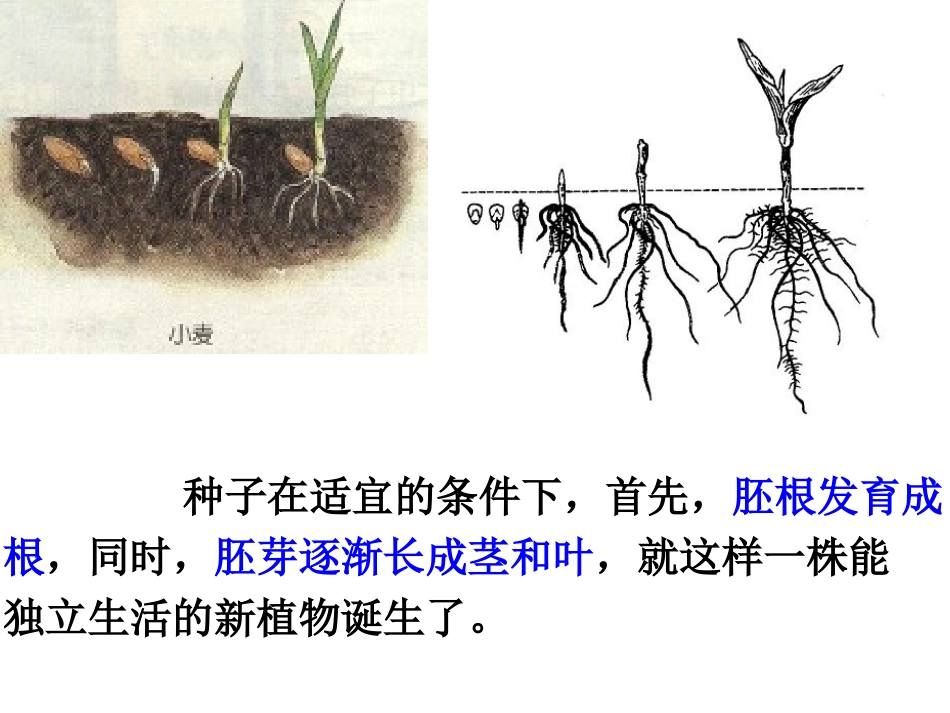 植物的生长过程_第2页