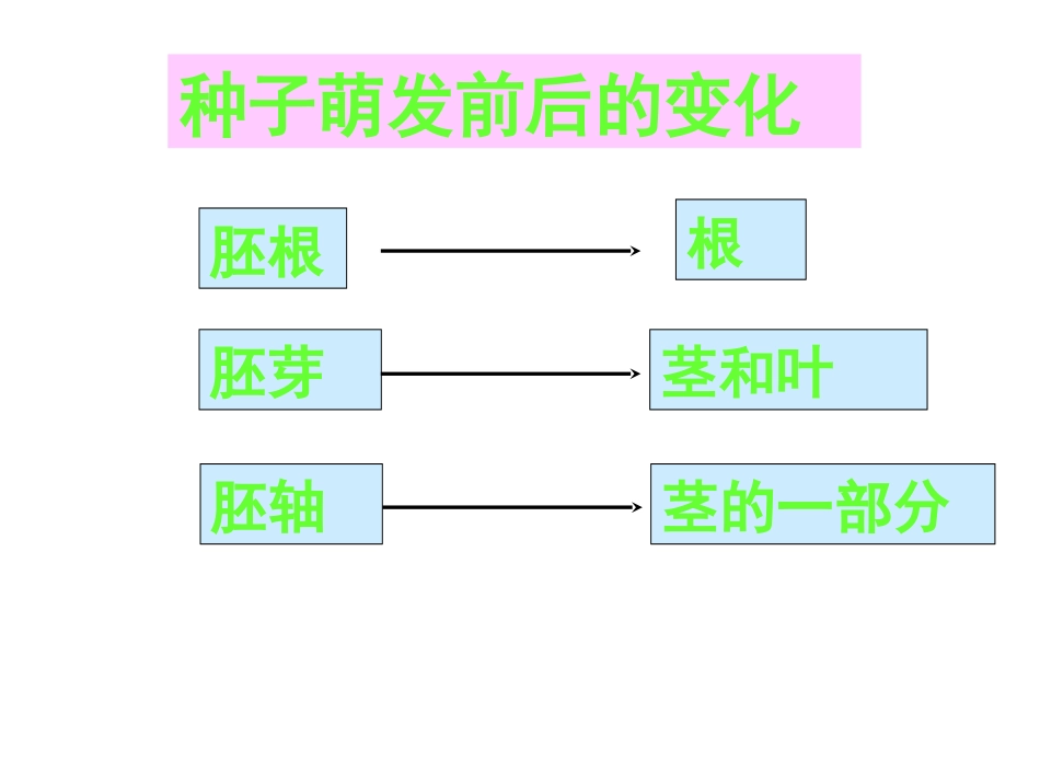 植物的生长过程_第3页