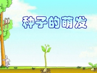 植物的生长过程