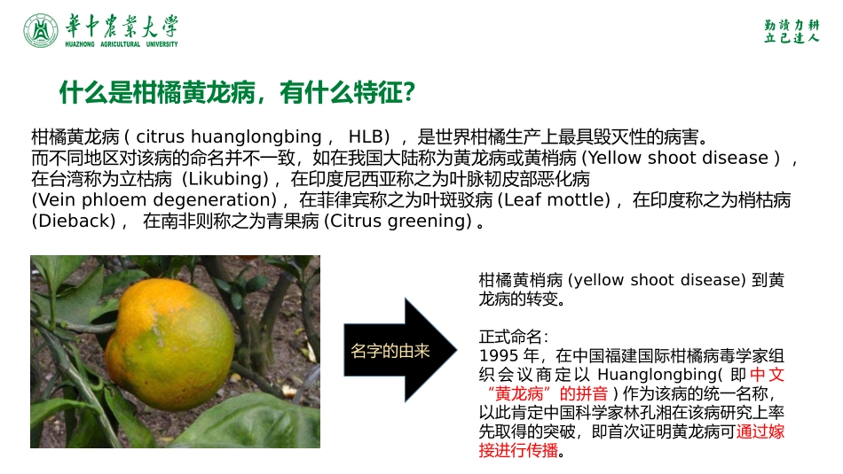 植物检疫柑橘黄龙病_第3页