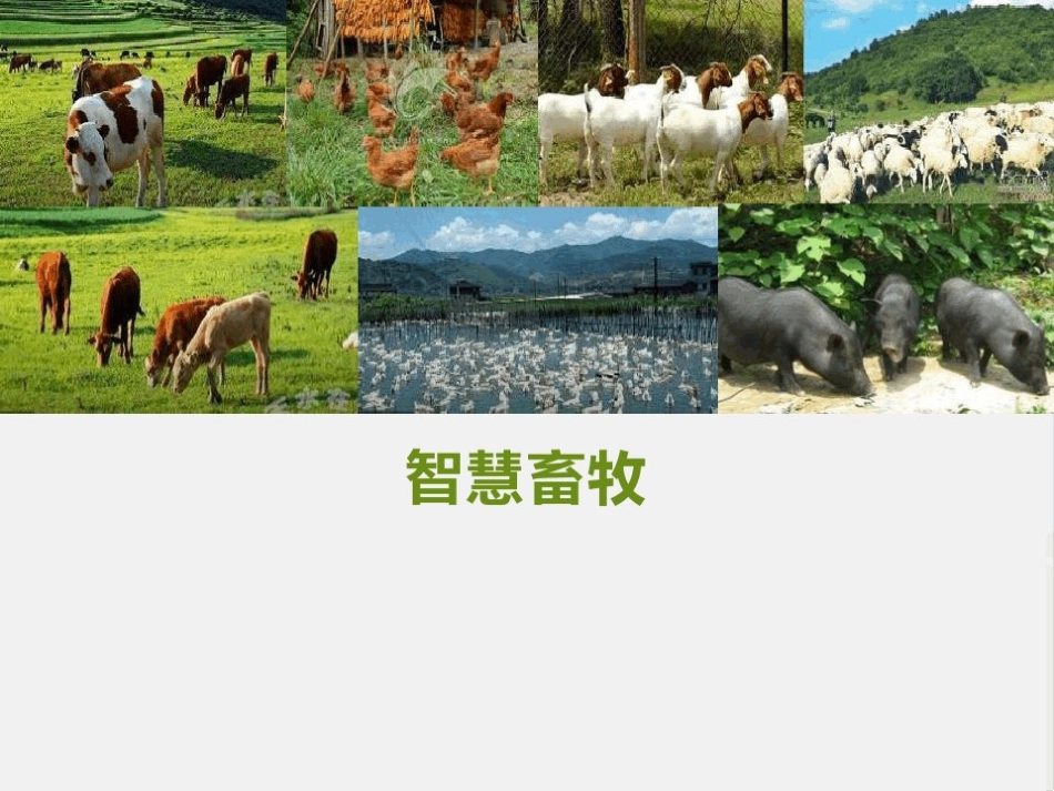 智慧畜牧平台建设完整解决方案_第1页