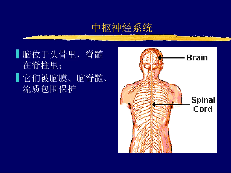 中枢神经系统_第3页