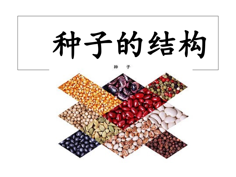 种子的结构课件_第1页