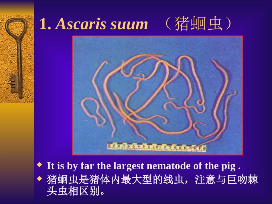 猪常见寄生虫的形态特征_第2页