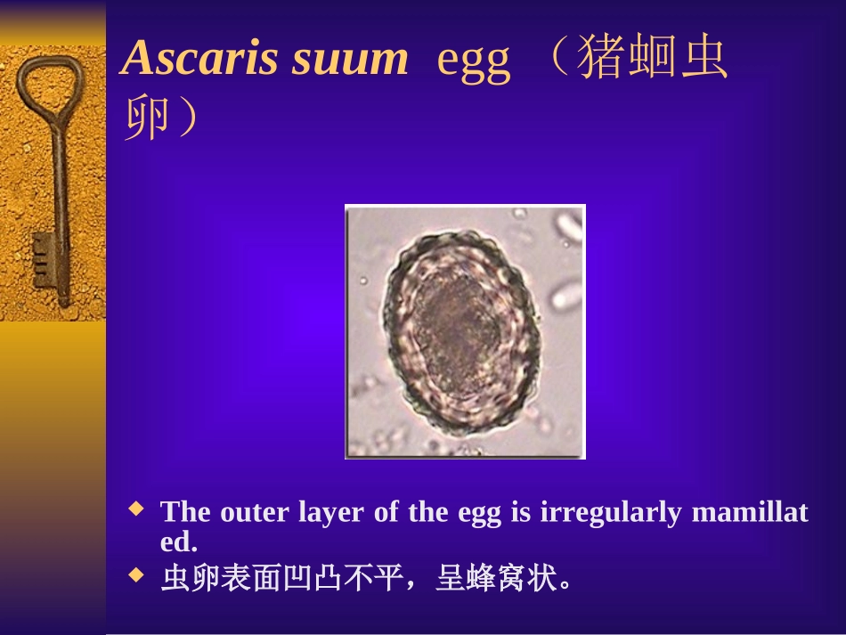 猪常见寄生虫的形态特征_第3页