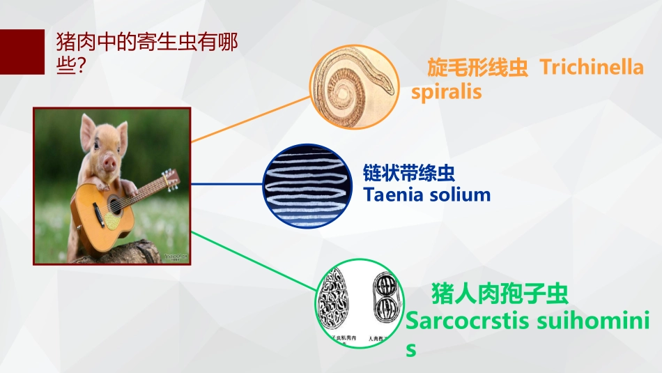 猪肉里面的寄生虫_第2页