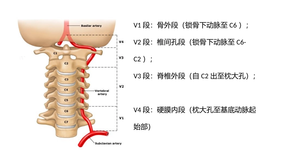 椎基底动脉系统_第3页