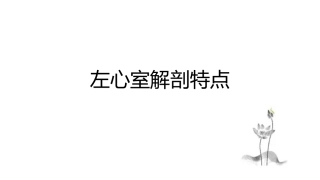 左心室解剖特点