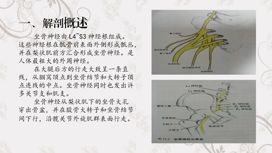 坐骨神经阻滞_第3页