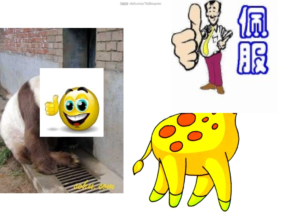 animal课件_第3页