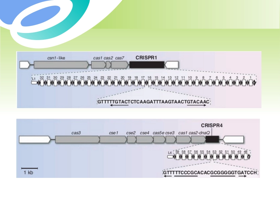 CRISPRCas9技术的原理及应用_第3页