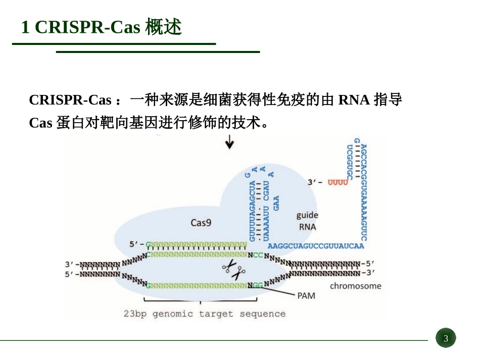 CRISPRCas基因靶向修饰基因敲除基因打靶解读_第3页