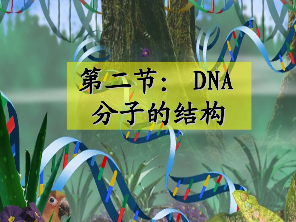 DNA的结构_第1页