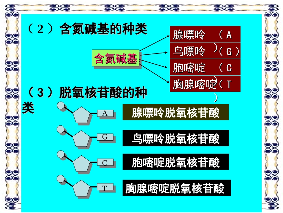 DNA的结构_第3页