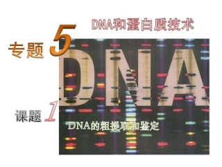 DNA的提取与鉴定讲解