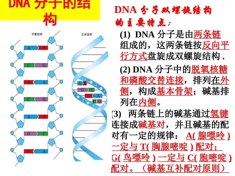 DNA分子的结构计算_第2页