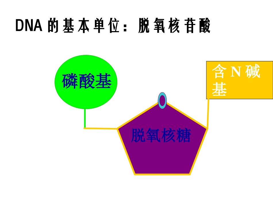 DNA分子的结构模型的构建_第3页