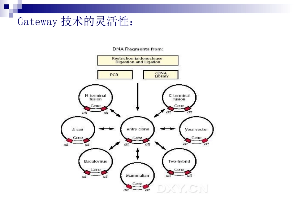 Gateway载体构建_第3页