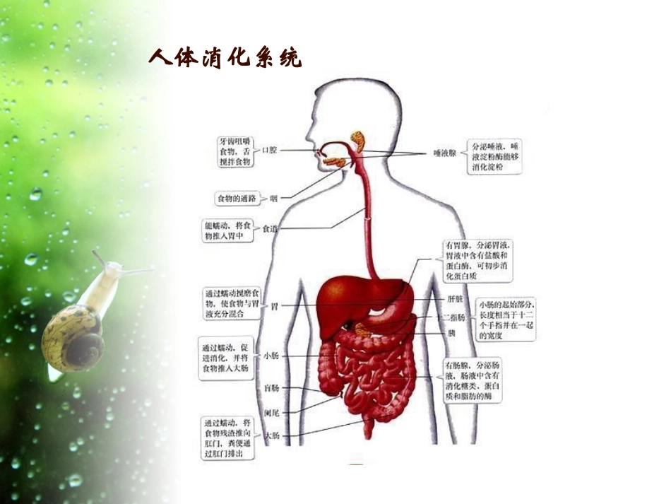 H2受体拮抗剂讲义资料_第2页