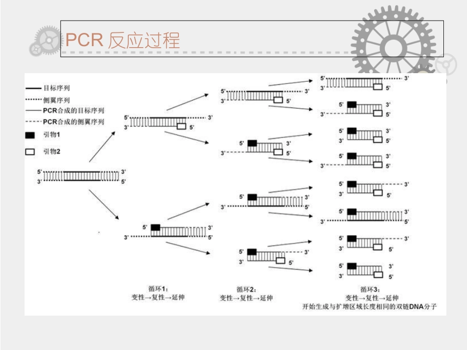 PCR技术及测序解析_第3页