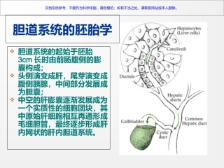 T管造影及胆道解剖课件