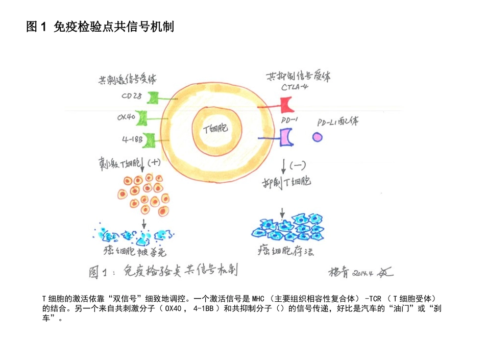 T细胞免疫图片_第1页