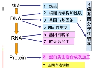 癌基因分子生物学肿瘤发生的分子基础