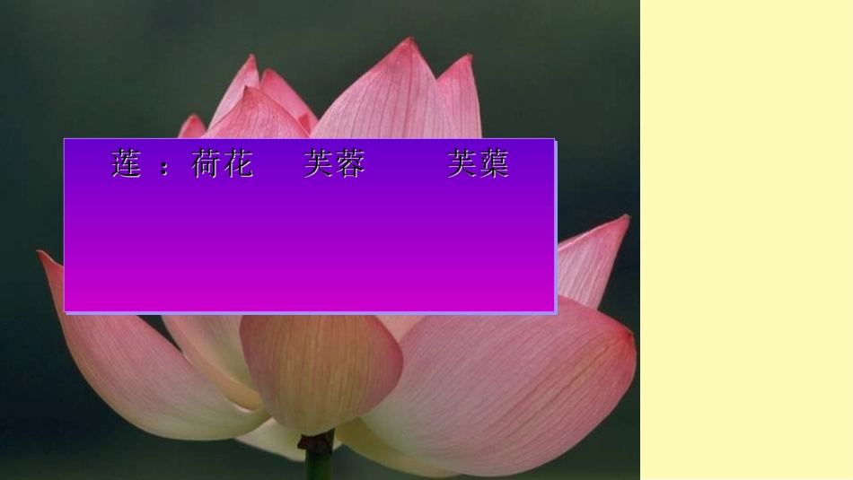 爱莲说优秀课件_第1页