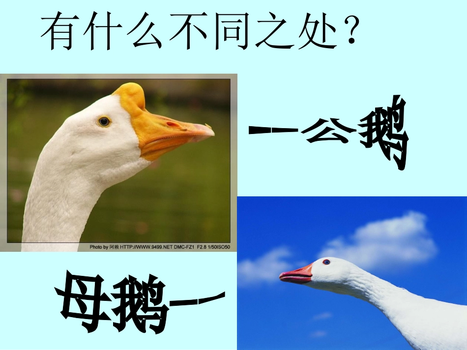 白公鹅完整课件_第2页