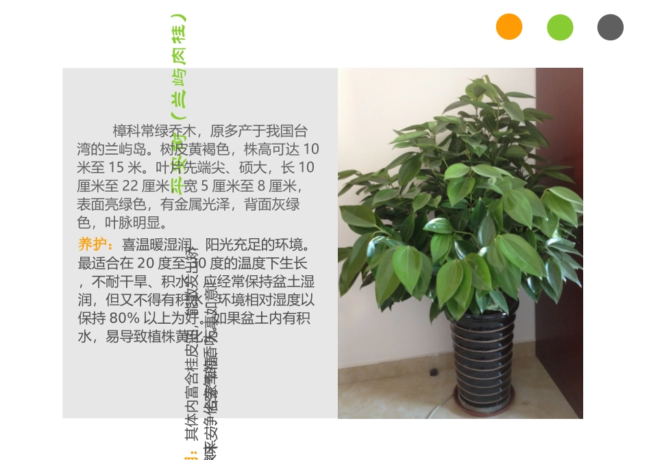 办公室绿植养护方法专题培训课件_第3页