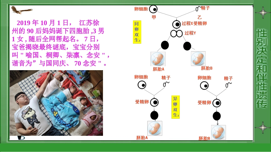 伴性遗传的应用_第3页