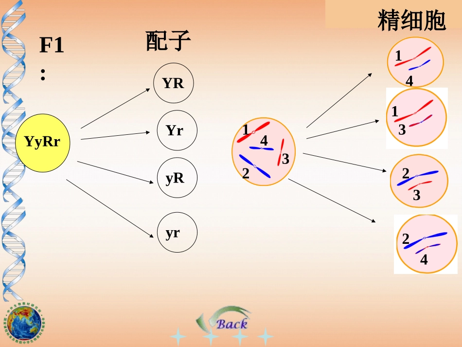 伴性遗传果蝇的伴性遗传解读_第3页