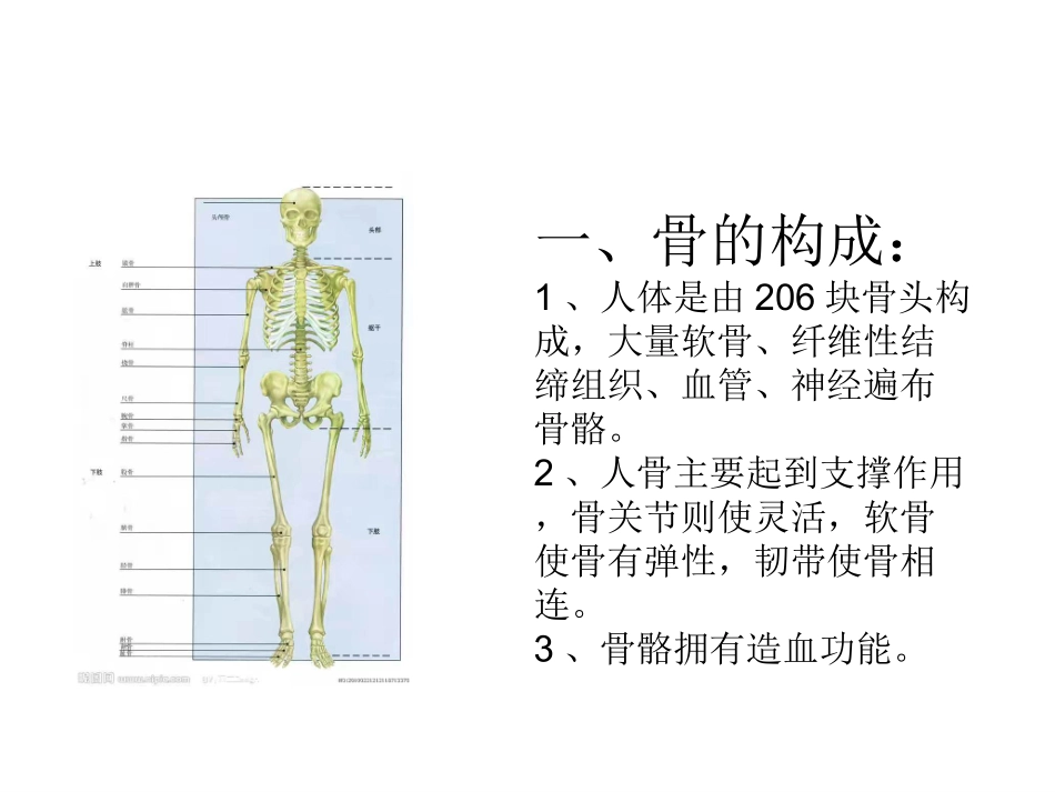 保健食品与骨健康_第2页