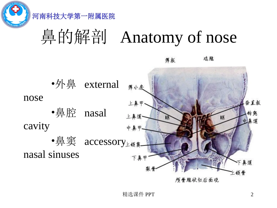 鼻及鼻窦解剖课件_第2页