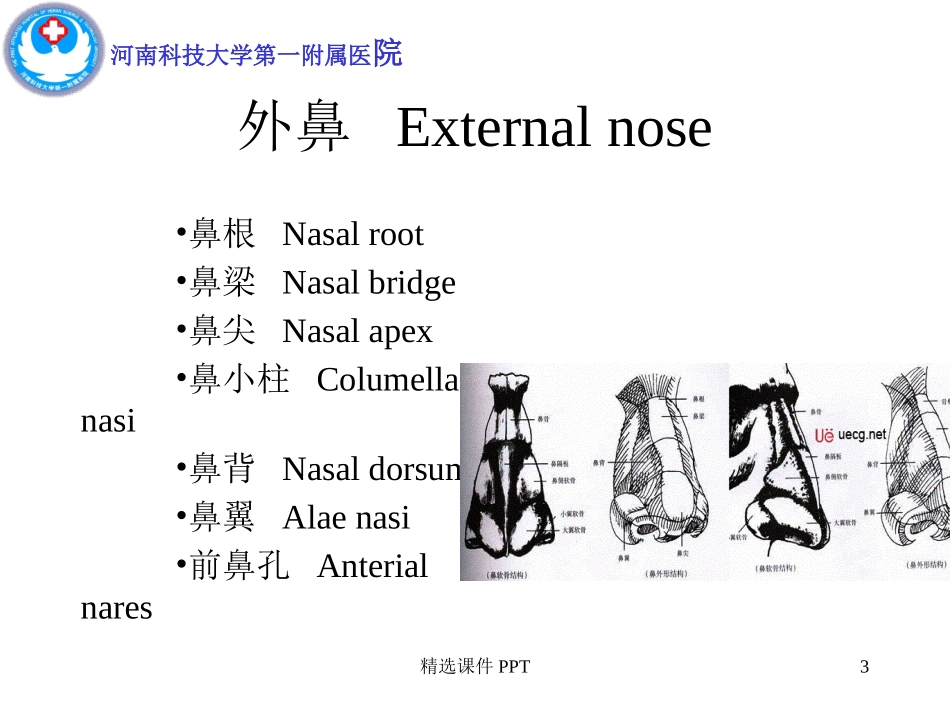 鼻及鼻窦解剖课件_第3页