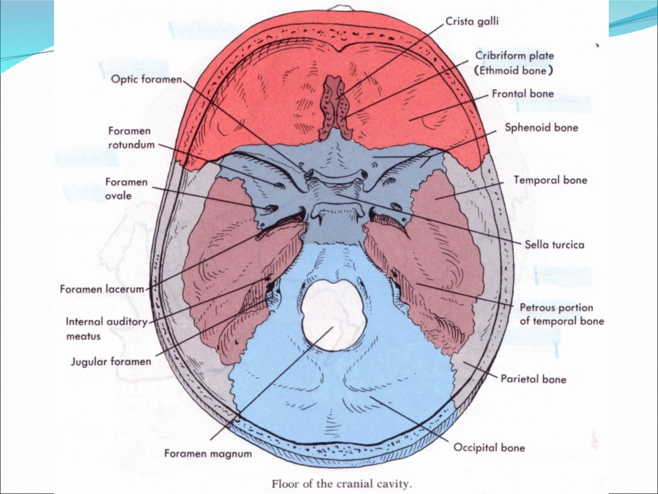 鼻内镜颅底外科教学_第2页
