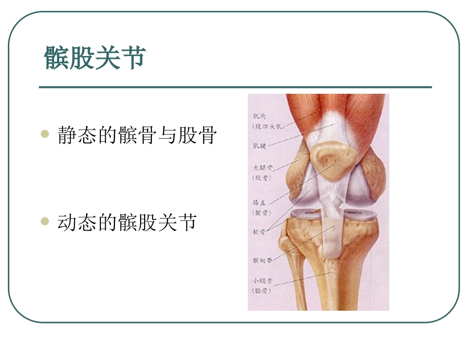 髌股关节生物力学浅_第2页