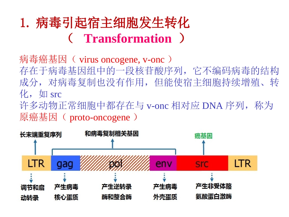 病毒宿主细胞的影响_第3页