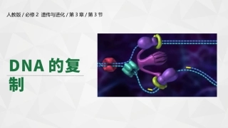 DNA的复制