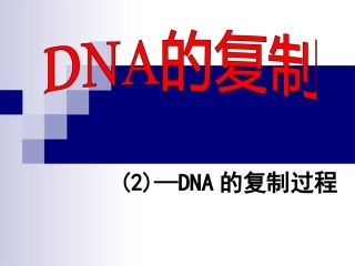 DNA的复制过程