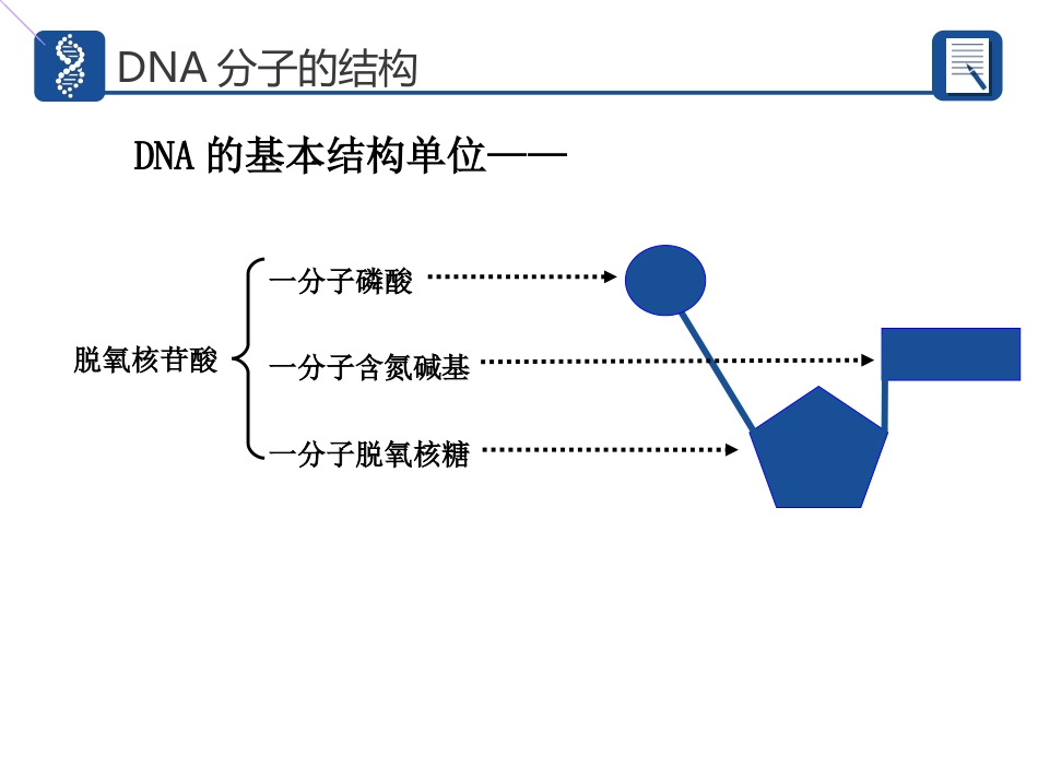 DNA分子的结构_第2页
